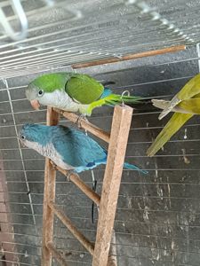 Продам каліту монах