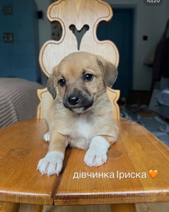 Цуценя Іриска шукає домівку