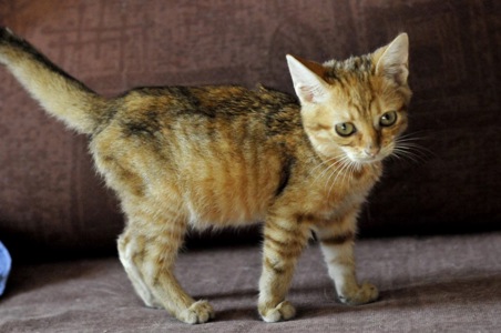 кошеня Зая, 2 міс