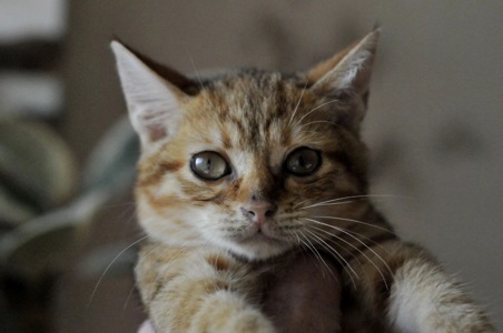 кошеня Зая, 2 міс