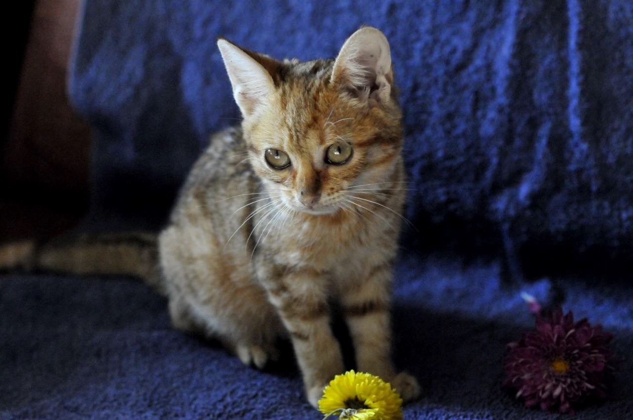 кошеня Зая, 2 міс