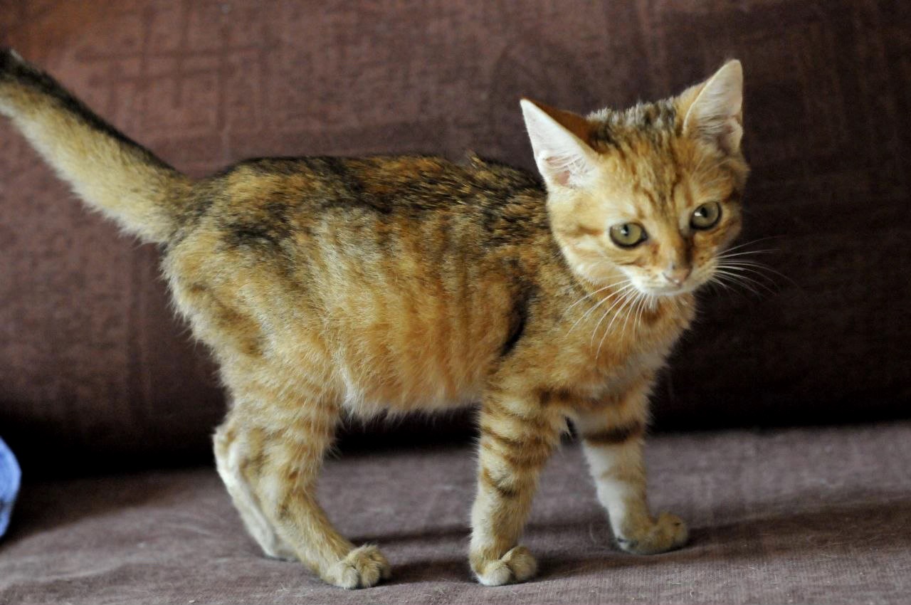 кошеня Зая, 2 міс