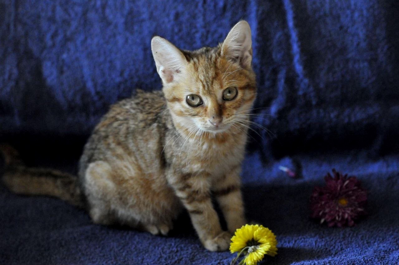 кошеня Зая, 2 міс
