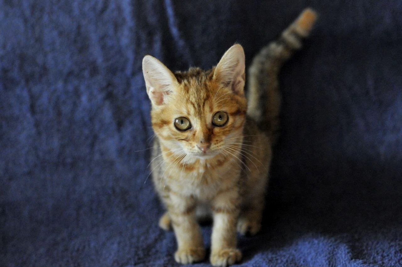 кошеня Зая, 2 міс