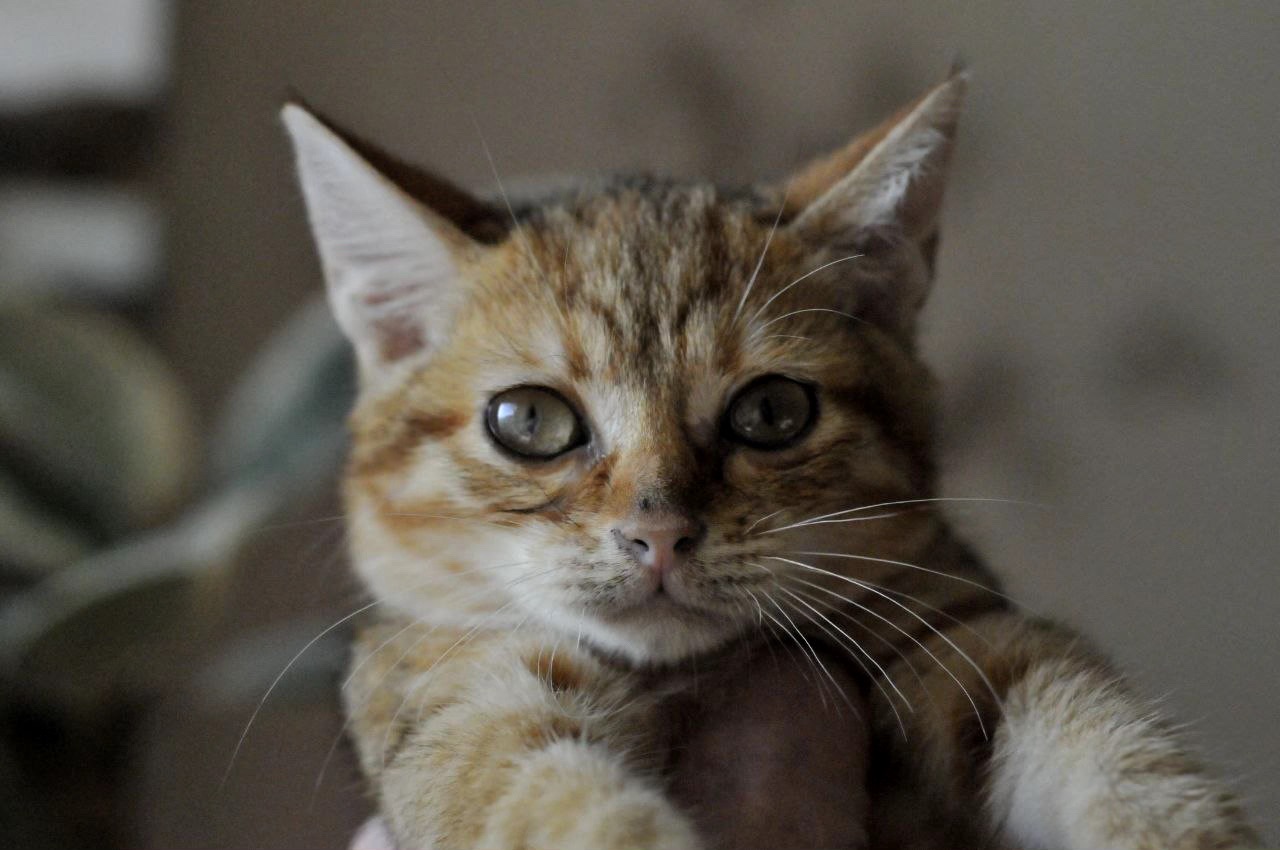 кошеня Зая, 2 міс