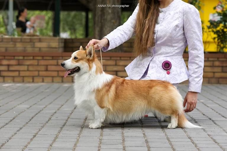 Бронювання цуценят вельш-коргі-пемброк