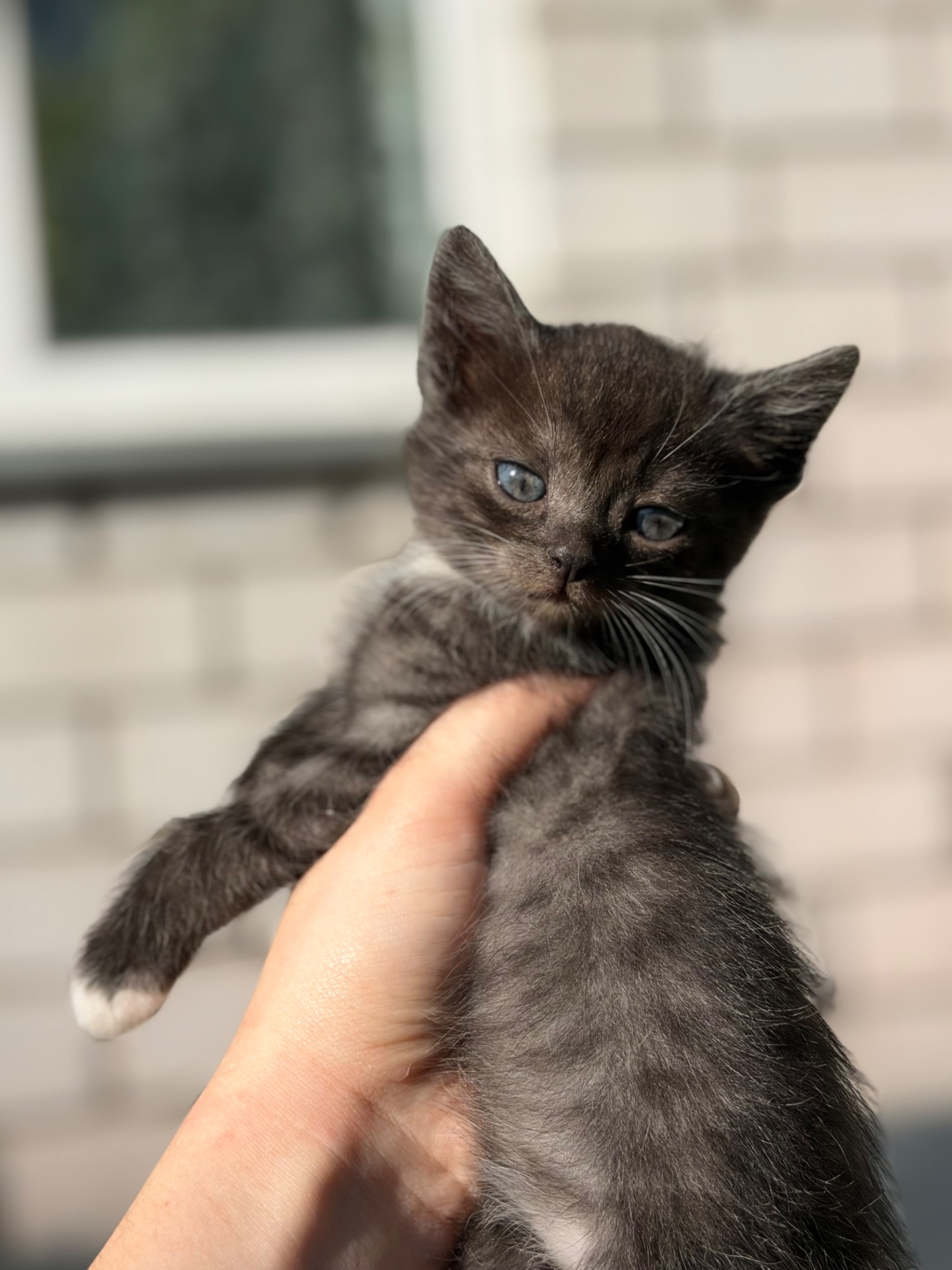 Шукає родину Космо