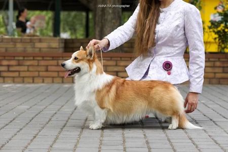 Бронювання цуценят вельш-коргі-пемброк