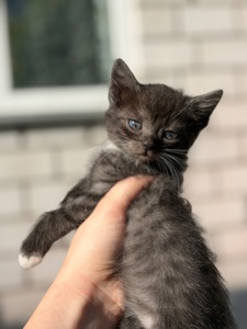Шукає родину Космо