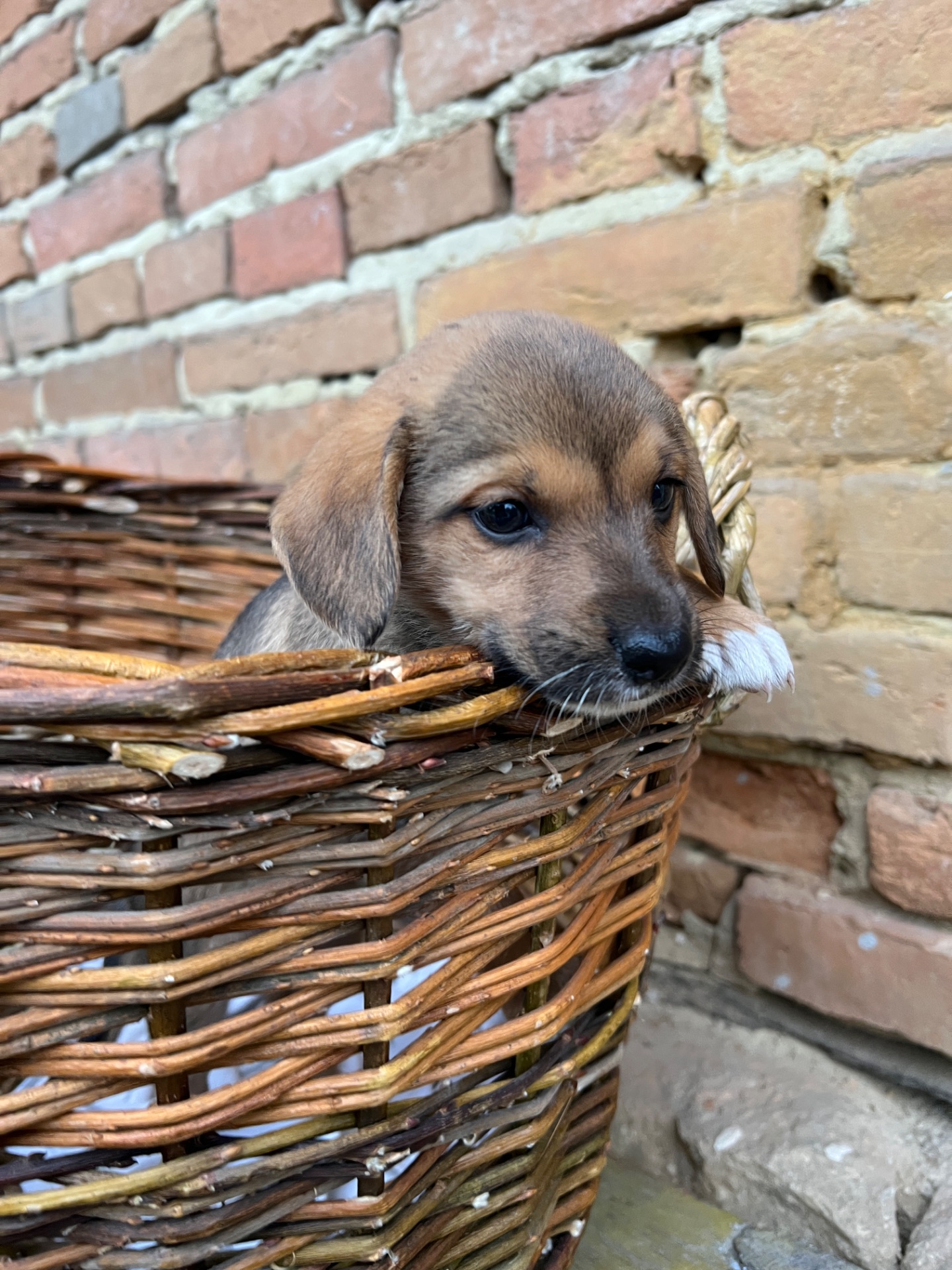 Цуценя Даля шукає домівку
