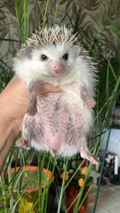 Їжак карликовий африканський ежик