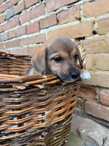 Цуценя Даля шукає домівку
