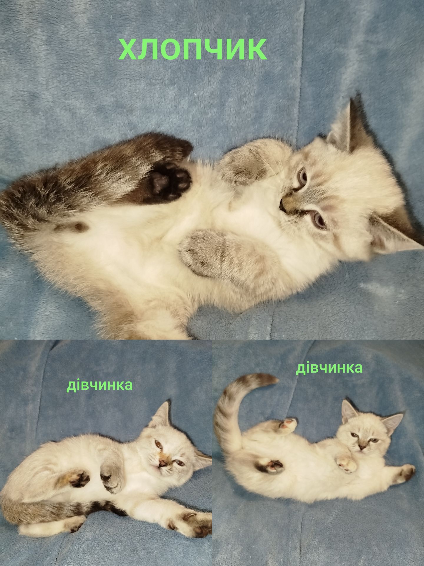 Кошенята шотландські табі пойнт