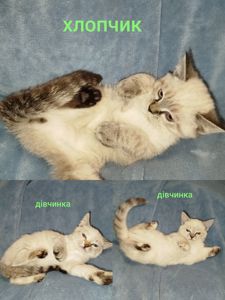 Кошенята шотландські табі пойнт