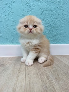 Котик шотландський