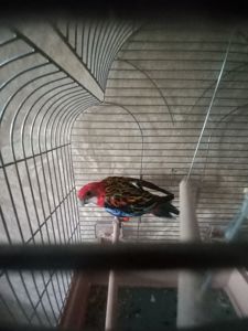 Розелла продам з кліткою