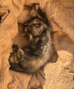 Кошеня в добрі руки