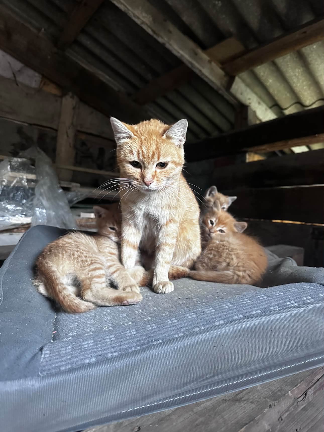 Кошенята