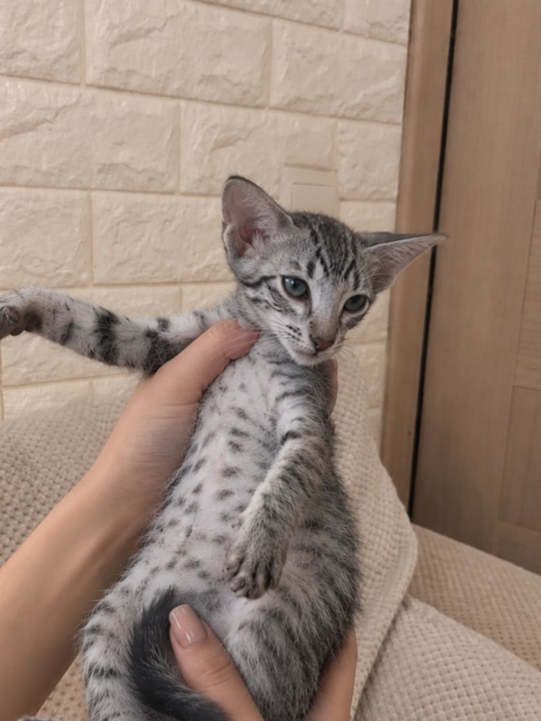 Кошеня орієнтал котодівчина