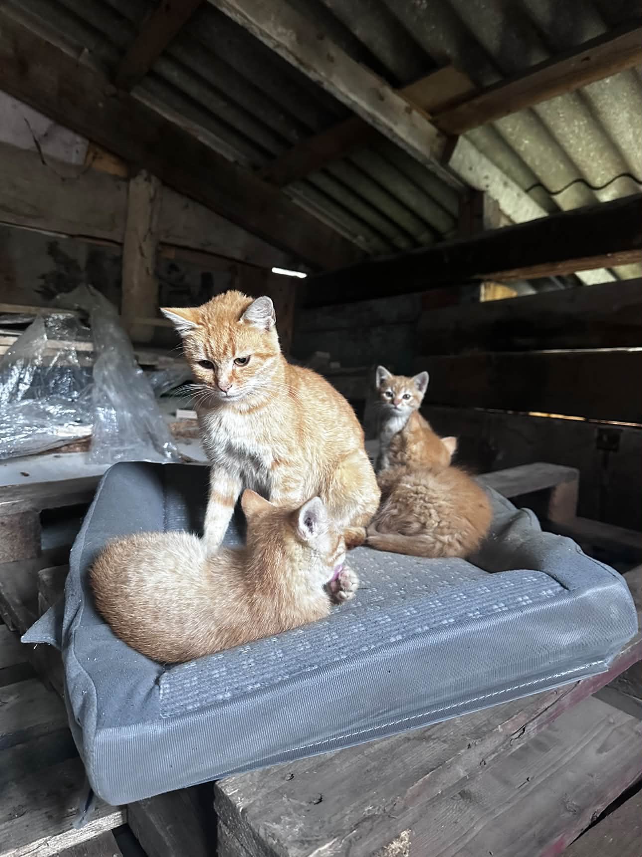 Кошенята