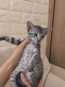 Кошеня орієнтал котодівчина