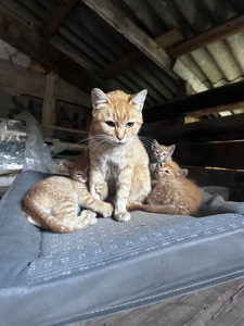 Кошенята