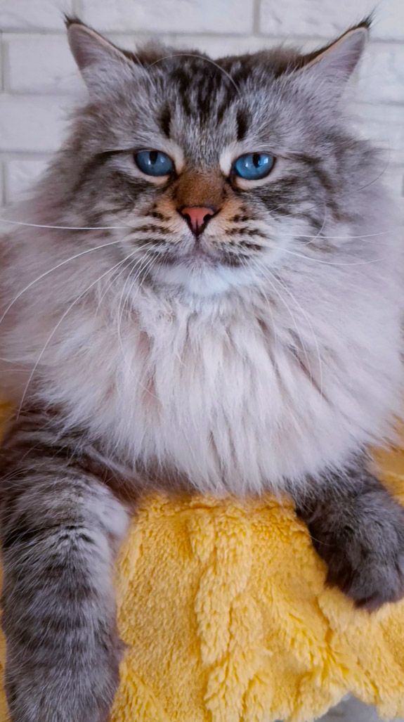 Fairy Lynx