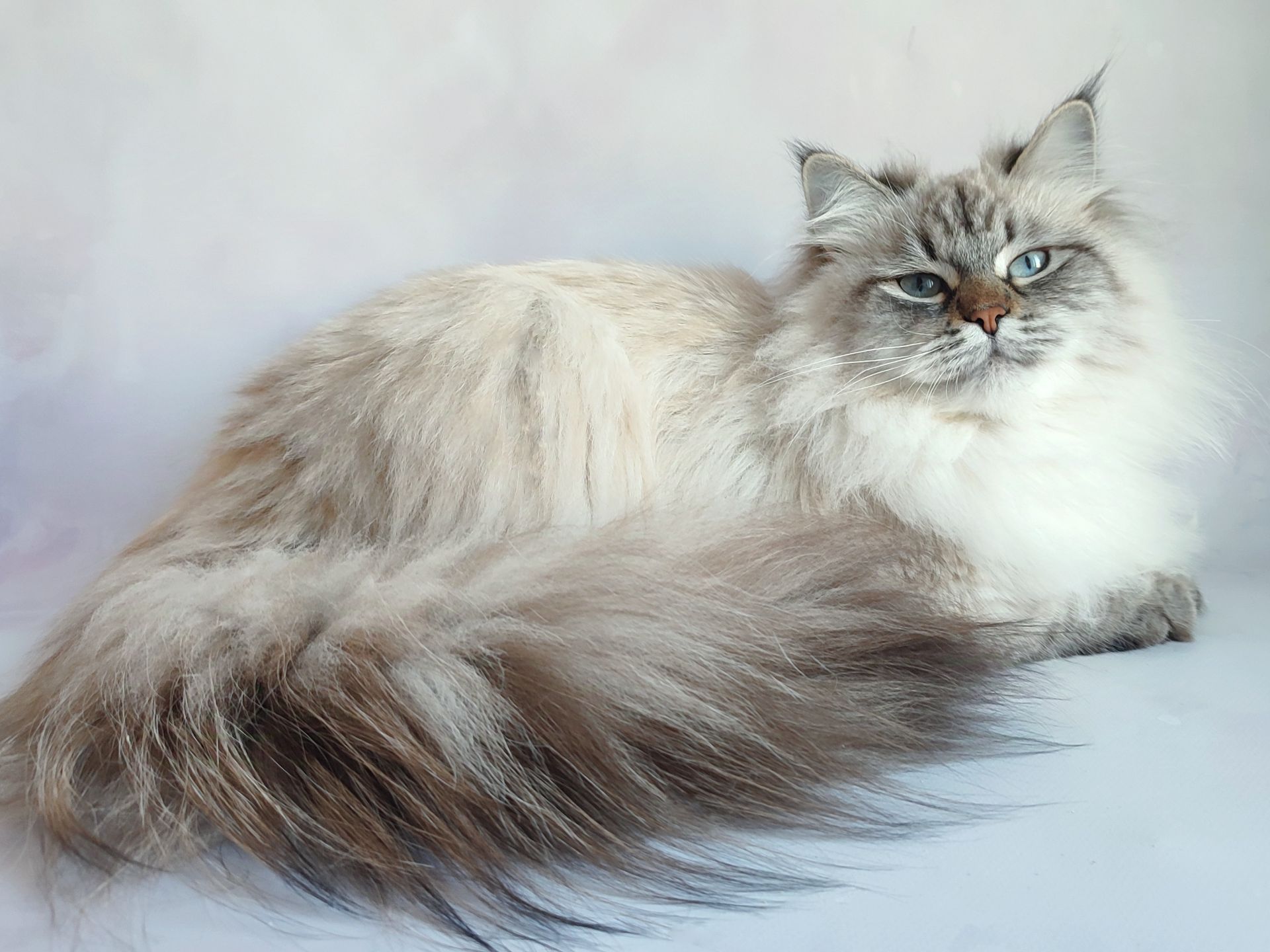 Fairy Lynx