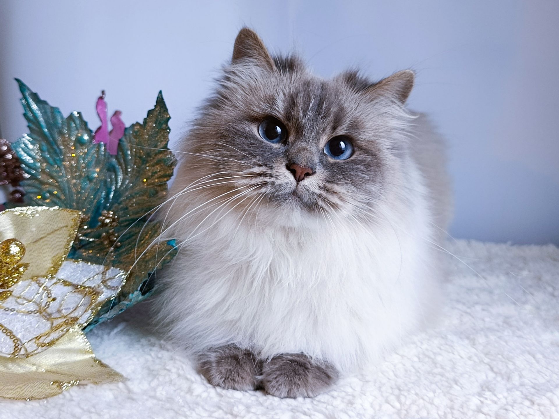Fairy Lynx