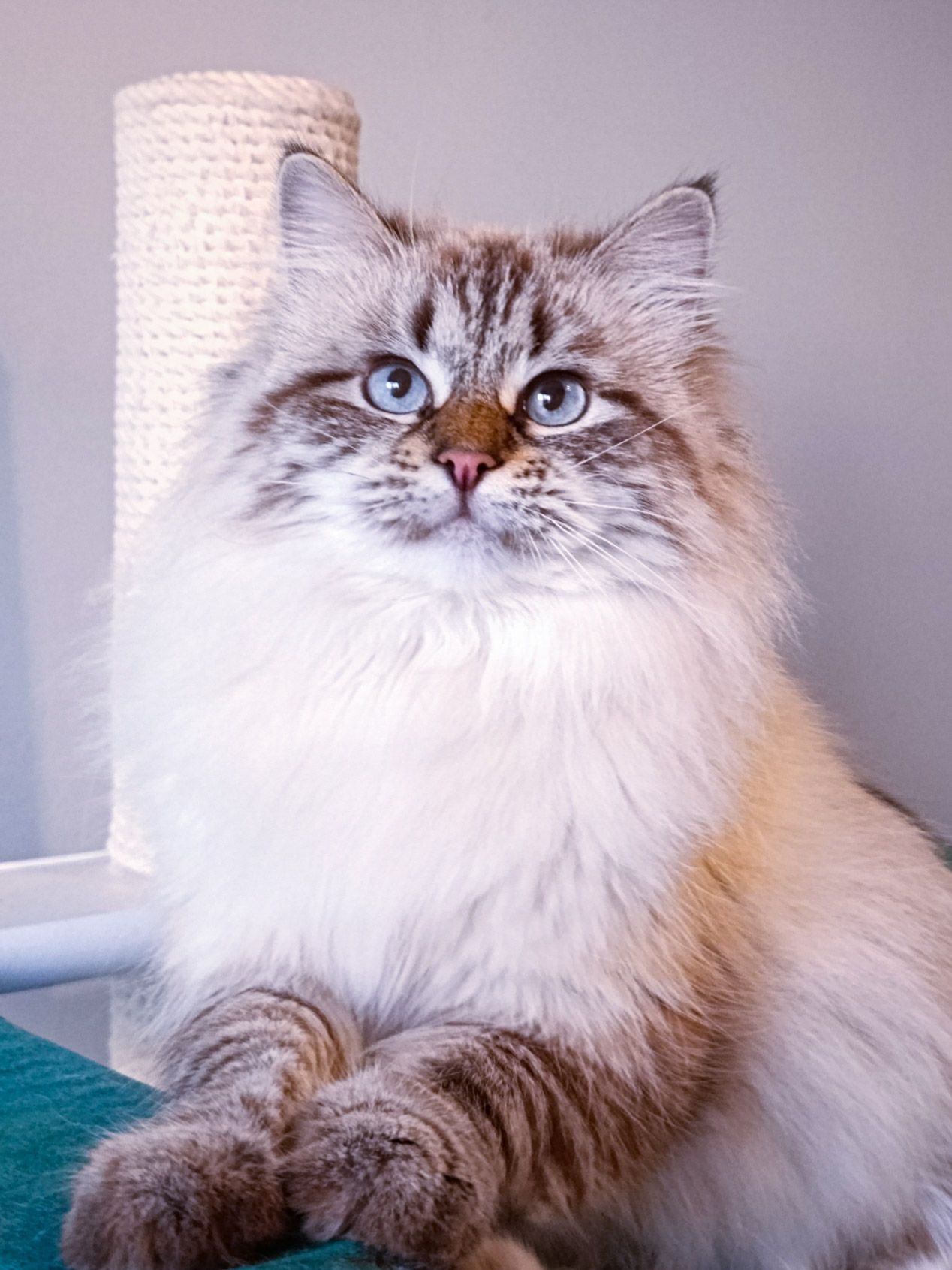 Fairy Lynx
