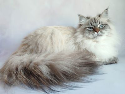 Fairy Lynx