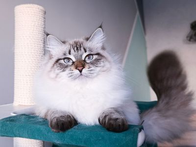 Fairy Lynx
