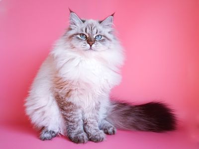 Fairy Lynx