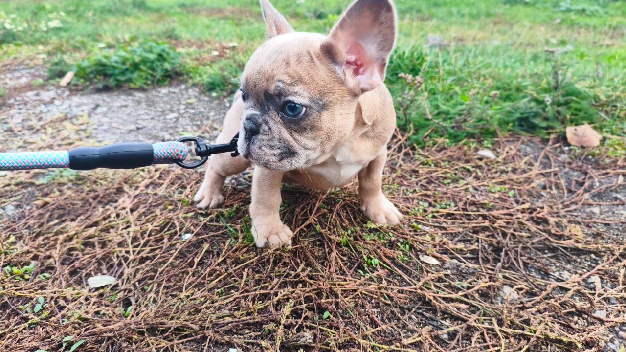 Голубоокий красень