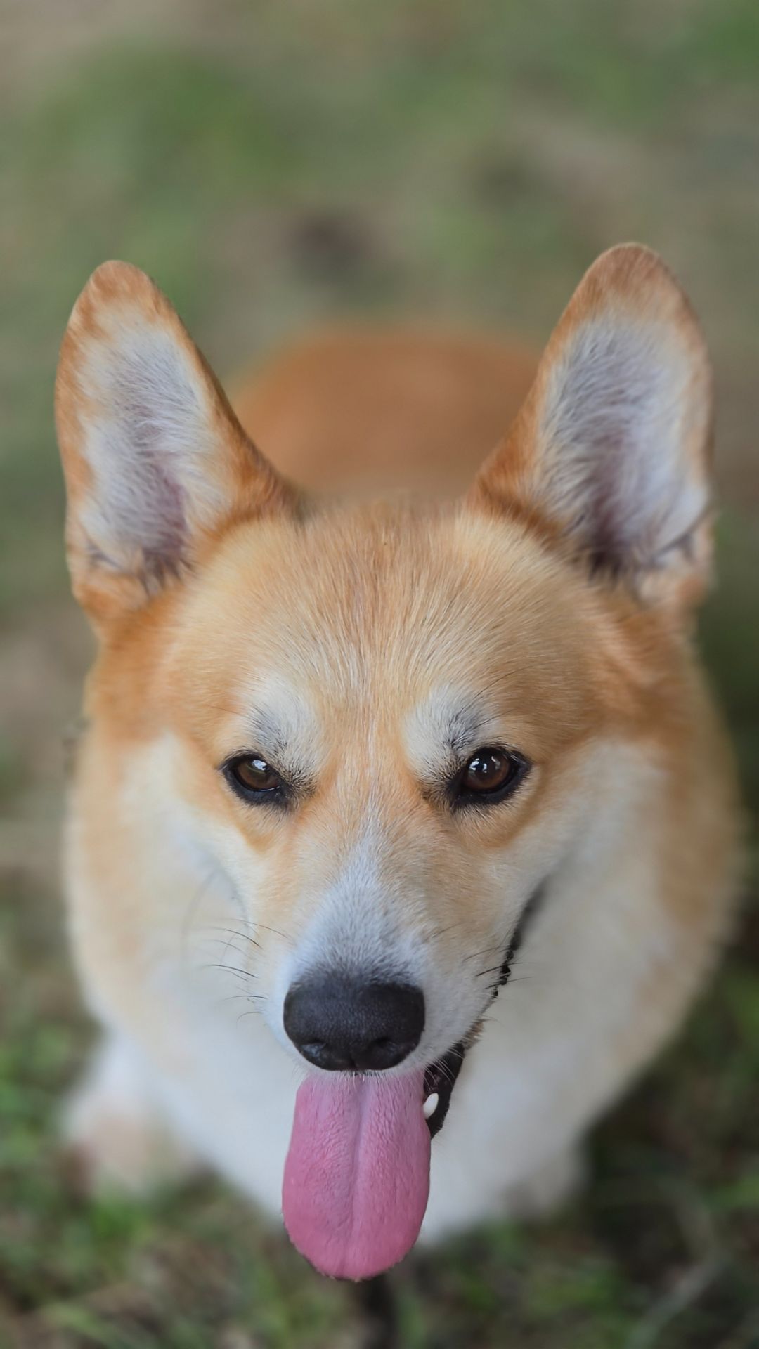 Basmanoff Kennel