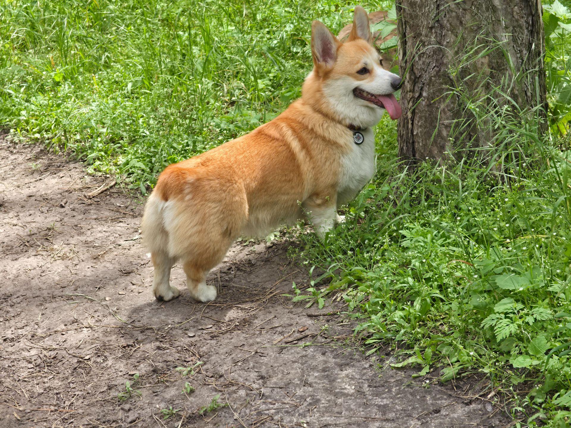 Basmanoff Kennel