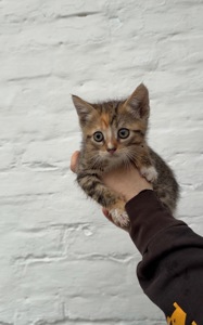 Кошеня на імʼя Леді шукає родину🙏🏻