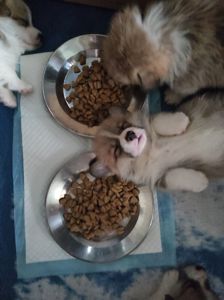 Basmanoff Kennel
