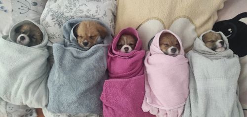 Basmanoff Kennel