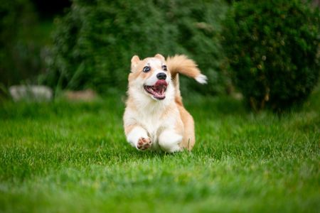 Basmanoff Kennel