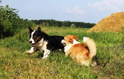 Basmanoff Kennel
