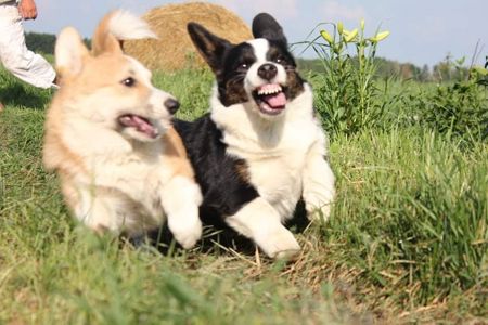 Basmanoff Kennel