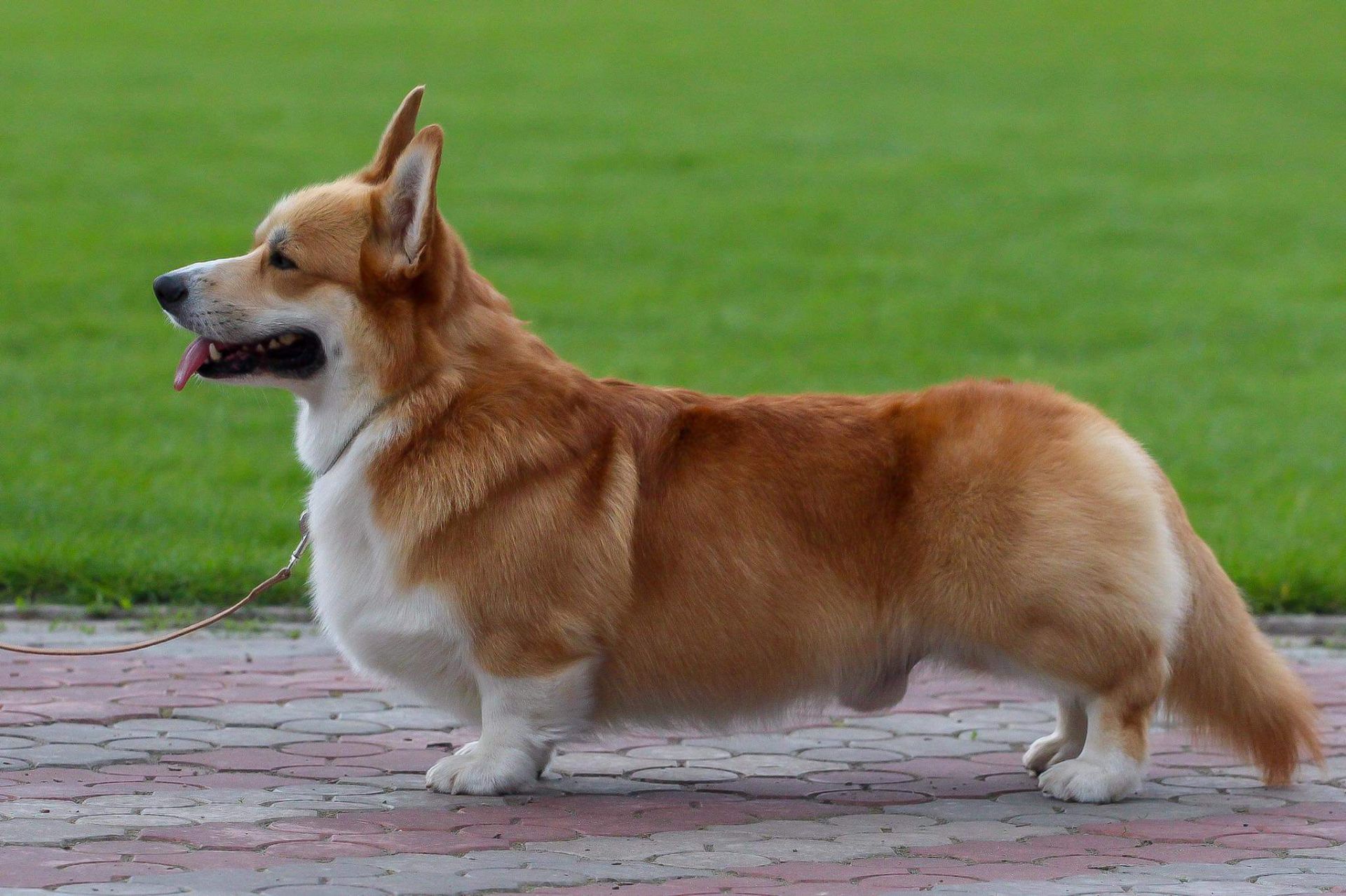 Basmanoff Kennel