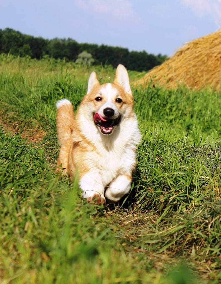 Basmanoff Kennel