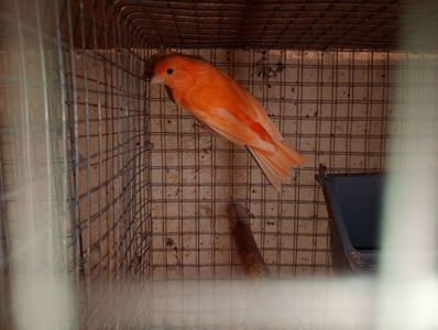 Продам канареек разных расцветок