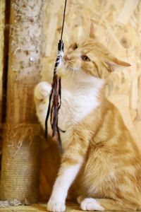Молодий котик Локі 🧡🐈 врятований з лісу, шукає дім, Київ