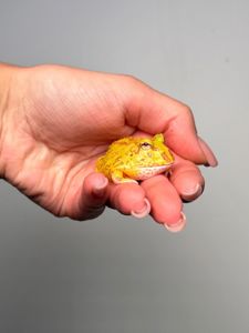 Ручна жаба рогатка, рогатка кранвелла, яскрава жаба ітанія, жаба для дому, кругла жабка