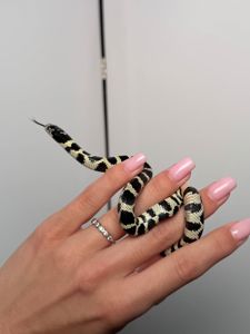 Молочна змія, королівська змія, ручна змія, каліфорнійська, гондураська, кемпбелла, ручная змея