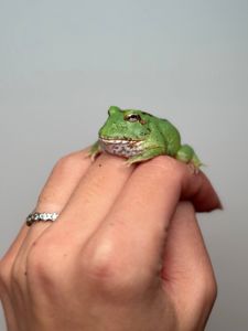 Ручна жаба рогатка, рогатка кранвелла, яскрава жаба ітанія, жаба для дому, кругла жабка