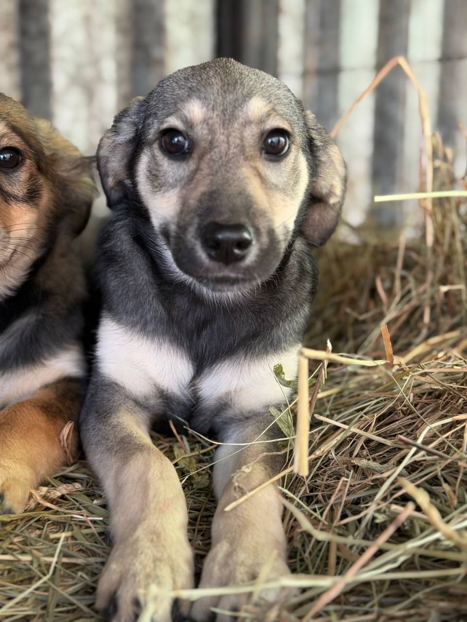 Цуценята дівчинки, допоможемо зі стерилізацією !
